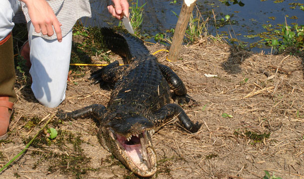 aligator-floryda-zlapany aligator-floryda-zlapany